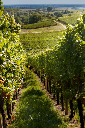 View on the famous wine route in Alsace France