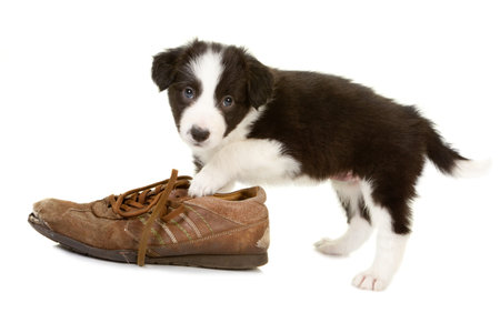 Naughty little border collie puppy caught while chewing on a shoeの写真素材