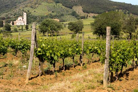 San Antimo Abbey and vineyards in Tuscany Italyの写真素材