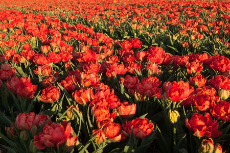 Famous Dutch bulb fields with millions of tulips in Hollandの写真素材