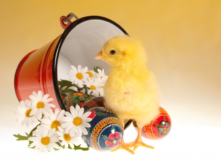 Red bucket with easter eggs, daisies and a newborn yellow chickの写真素材