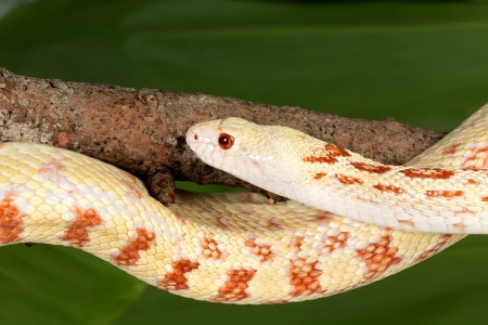 Adult female bullsnake curled around a tree branchの写真素材