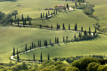 Cypresses along a curving road in Tuscany near Al Foceの写真素材