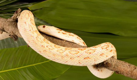 Beautiful female bullsnake curled up around a tree branch