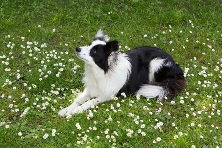 Lovely purebred border collie dog in a field of daisiesの写真素材