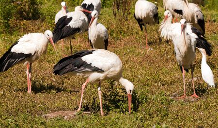 Group of wild storks walking on a grass fieldの写真素材