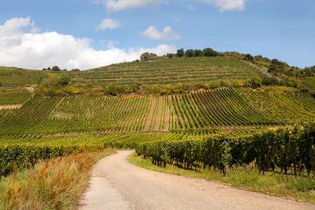 View on the famous wine route in Alsace France offers this view on a curving road through the vineyards near Riquewihrの写真素材