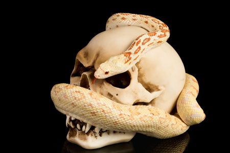 Skull and snake on a black backgroundの写真素材