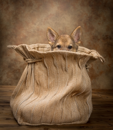 Adorable begging German Shepherd puppy of nine weeks old sitting in a vintage jute bagの写真素材
