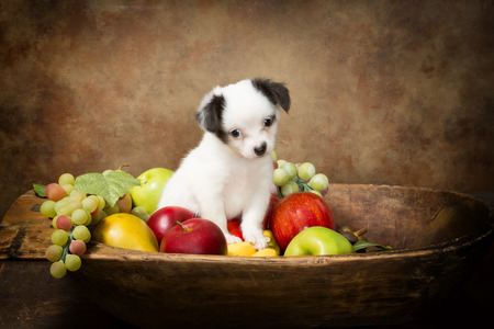 Adorable chihuahua puppy begging in a fruit bowlの写真素材
