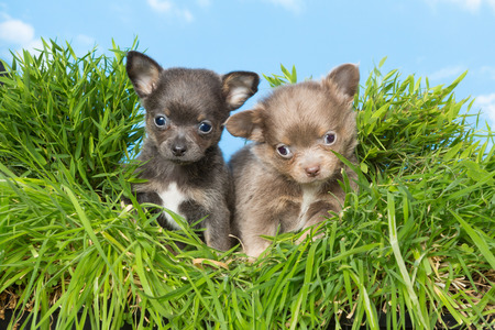 Lovely adorable five weeks old chihuahua puppies sitting in grassの写真素材