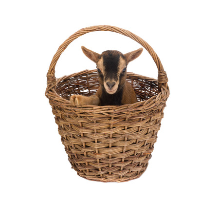 Young brown baby dwarf goat in a wicker basketの写真素材