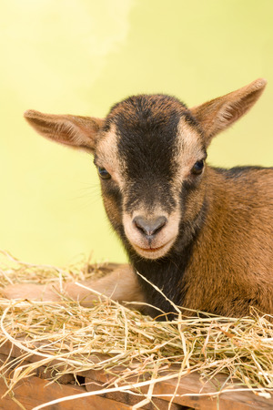 Ten days old little brown baby dwarf goatの写真素材