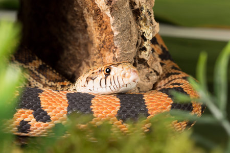 Hidden bull snake of 180cm long in moss and grass
