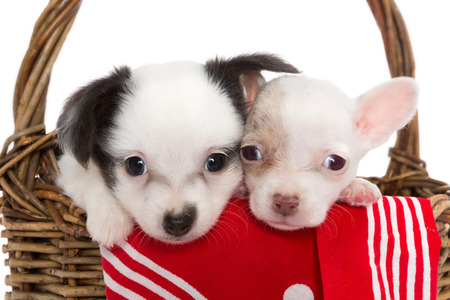 Six weeks old little chihuahua puppy sitting in a wicker basketの写真素材