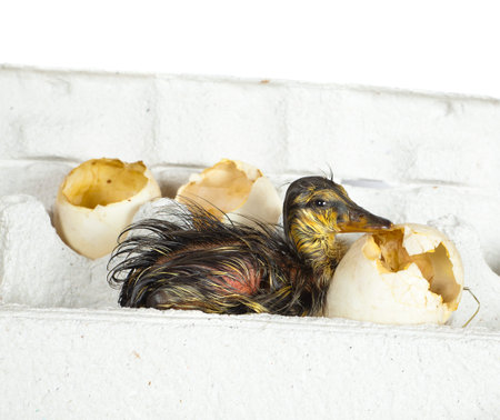 Funny newly hatched duckling sitting in an egg box