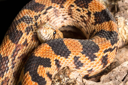 Adult bullsnake showing its body and headの写真素材
