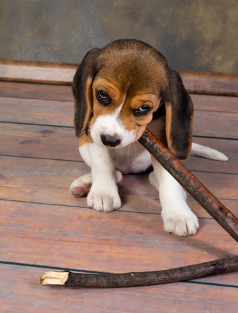 Seven weeks old cute little beagle puppy chewing on a stickの写真素材