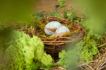 View through blurred leaves into a bird's nest with blue eggs