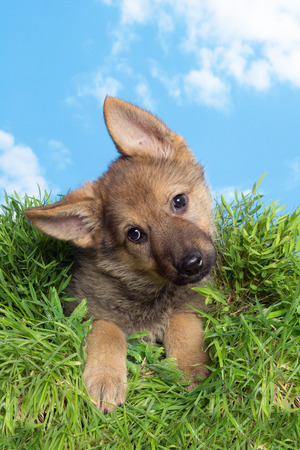 Cute little nine weeks old german shepherd puppy sitting in grassの写真素材