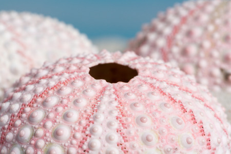 Fine detail of pink textured sea urchin skeletonsの写真素材