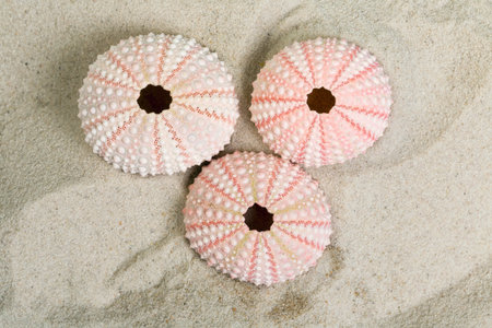 Fine detail of pink textured sea urchin skeletons