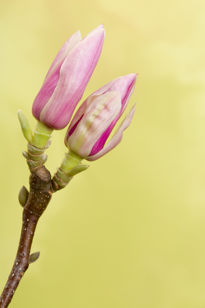 Branch of Magnolia flowers in full blossom in springtimeの写真素材