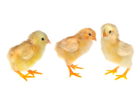 Three little newly hatched yellow easter chicks on a white backgroundの写真素材