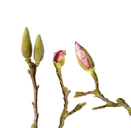 Branch of Magnolia flowers in full blossom in springtimeの写真素材