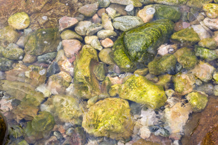 Beach boulders covered in seaweed making a colorful background under water