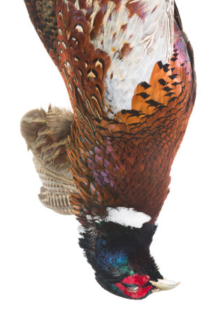 Dead pheasant hanging on a rope isolated on white