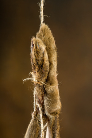 Paws of a dead hare hanging on a rope in an old master hunting still lifeの写真素材