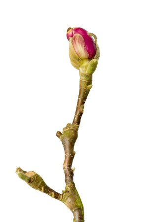 Branch of Magnolia flowers in full blossom in springtimeの写真素材