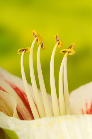 Detail closeup of a soft colored amarylis flowerの写真素材