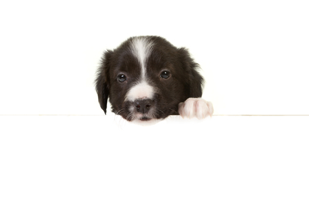 Puppy border collie with its paw on a message boardの写真素材