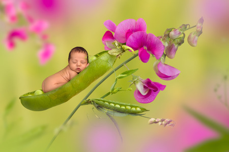 Newborn baby sleeping in a peapod with lathyrus flowersの写真素材