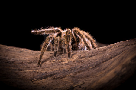 Chilean Rose Tarantula large backlit spider with lots of hairy detailの写真素材