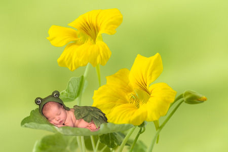 Little frog baby sleeping on yellow flowersの写真素材