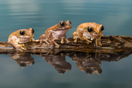The Mission golden-eyed tree frog or Amazon milk frog (Trachycephalus resinifictrix) is a large tree frog of the Amazon Rainforestの写真素材