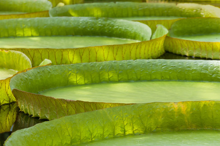 Closeup of the huge floating lilly pad leaves of Victoria Regia in the rain forestの写真素材