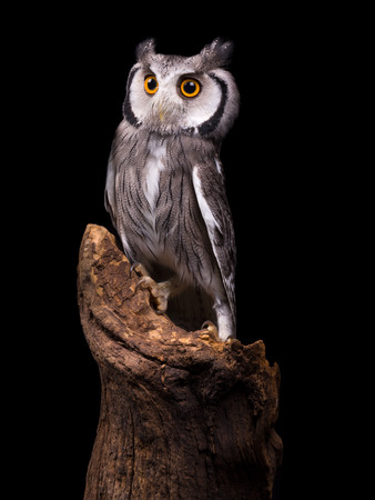 African White Faced Owl sitting on a tree trunkの写真素材