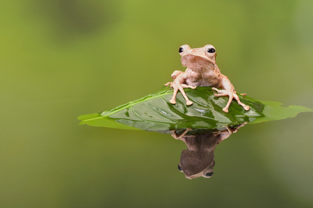 Borneo Eared Tree Frog sitting on a leaf in rippled waterの写真素材