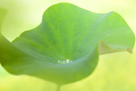 Detail of a large leaf of a lotus flower