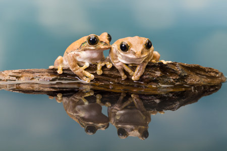 The Mission golden-eyed tree frog or Amazon milk frog (Trachycephalus resinifictrix) is a large tree...