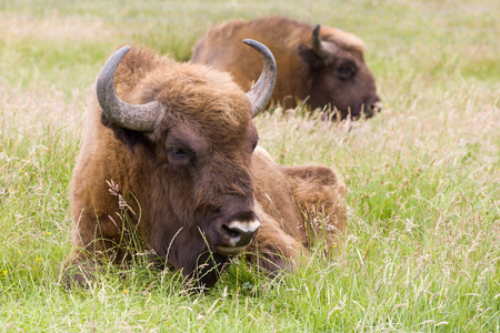 Male species of the European Bison in grasslandsの写真素材