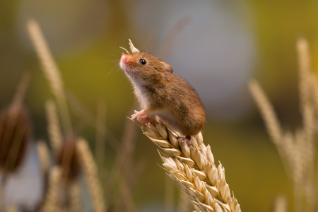 Micromys minutus or Harvest Mouse in wheat fieldの写真素材