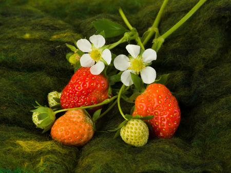 Ripe strawberries and white flowers lying to be pickedの写真素材