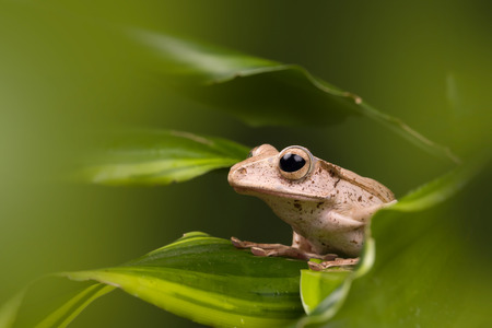 Adult Borneo Eared frog on green leavesの写真素材