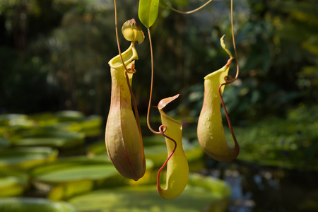 Sarracenia carnivorous plant which is a fly trap in the form of a pitcherの写真素材