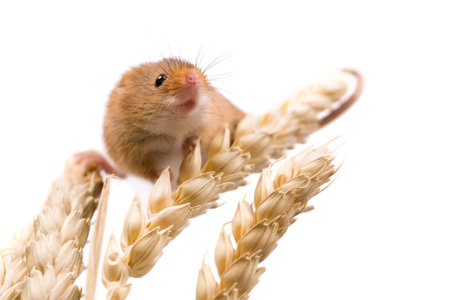 Micromys minutus or Harvest Mouse in wheat field